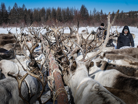 Эвенки и сойоты Бурятии участвуют в чемпионате оленеводов в Якутии