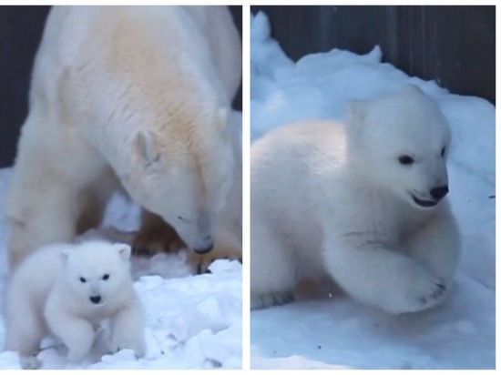 В Новосибирском зоопарке медведица Герда вышла на весеннюю прогулку с малышами