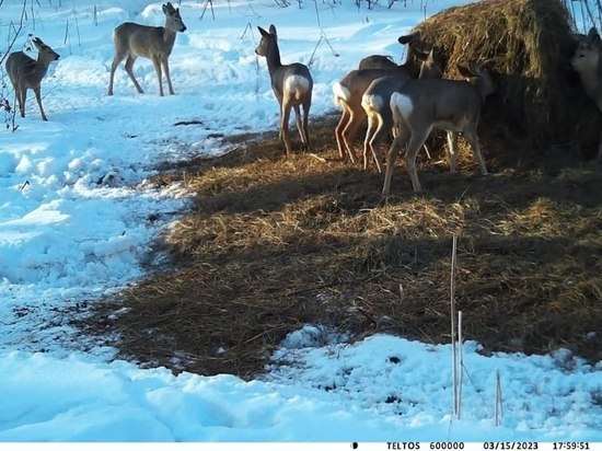 В Новосибирске министр природы показал фото с косулями