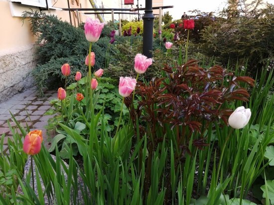 Более 250 тысяч тюльпанов появятся в парках Петербурга весной