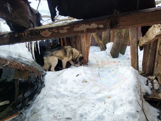 Спасатели достали овчарку из подвала-ловушки в Лодейном Поле