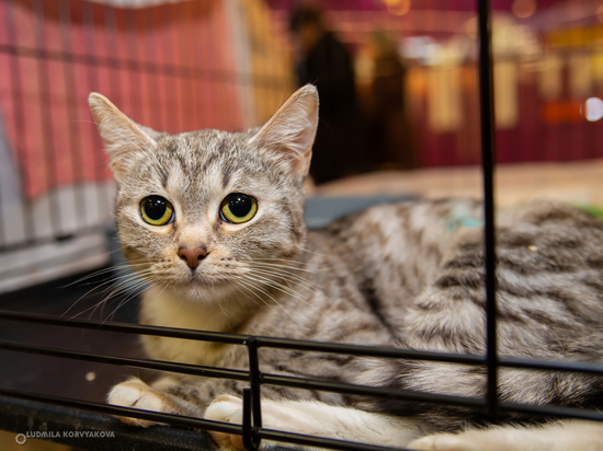 Одинокие кошачьи сердца наполнились любовью на выставке-раздаче котов в Петрозаводске