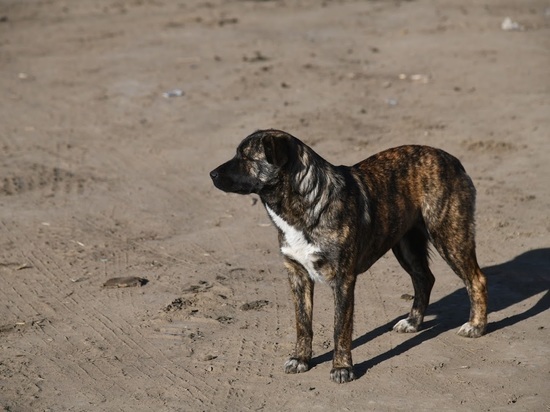 В Астрахани нашли разтерзанный бродячими собаками труп мужчины