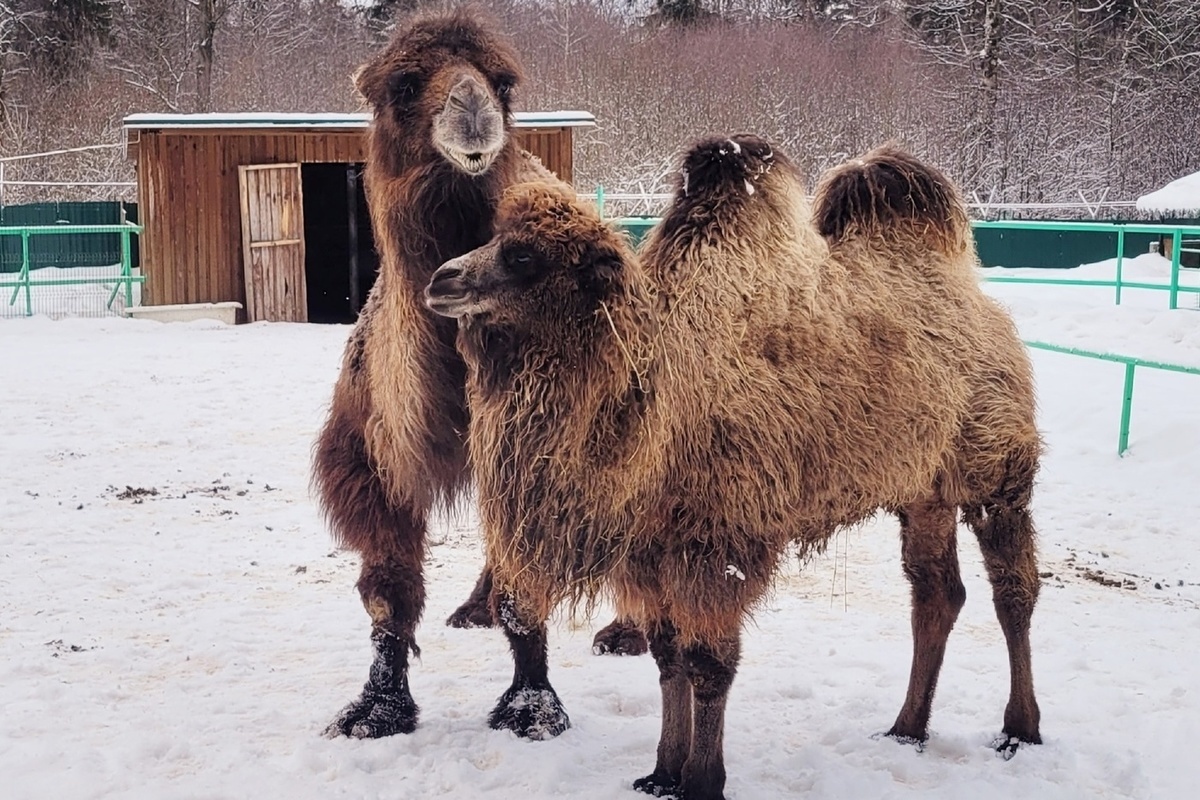 Работники Костромского зоопарка «вывели в свет» юную верблюдицу Кшеву