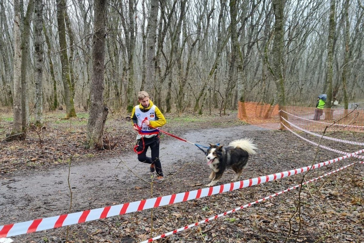 In Pyatigorsk, the Championship and the Regional Championship in cynological sports were held