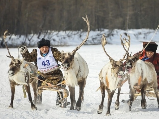  В Якутии обьявлен победитель гонок на оленьих упряжках