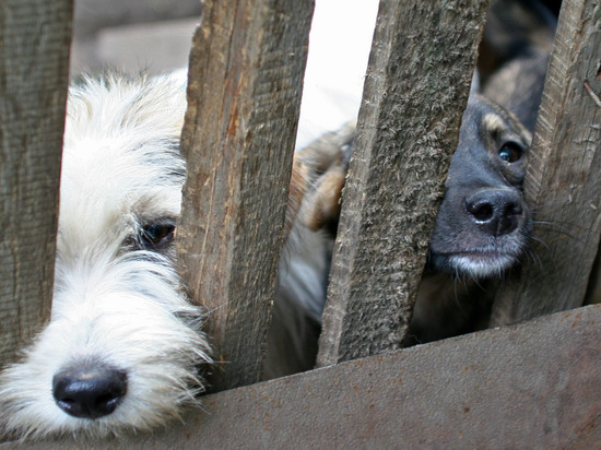 Собак, которых прячут в гаражах, пытаются спасти балашихинцы