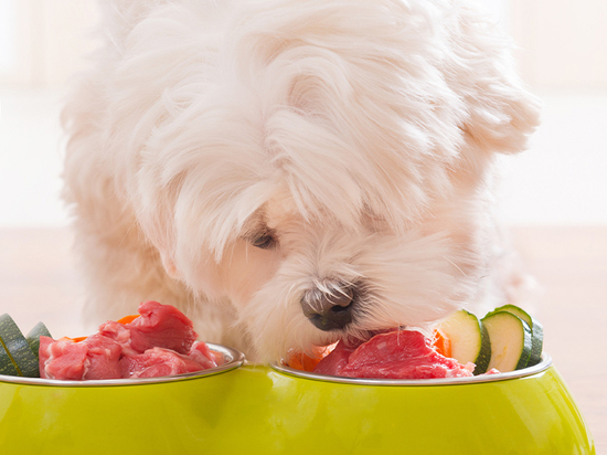 best dog food for maltese 2019