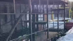 В Подмосковье ручная пума погибла после поджога: видео сгоревшего вольера