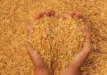 Судьба зерновой сделки прояснилась, но лишь на ближайшие 60 дней