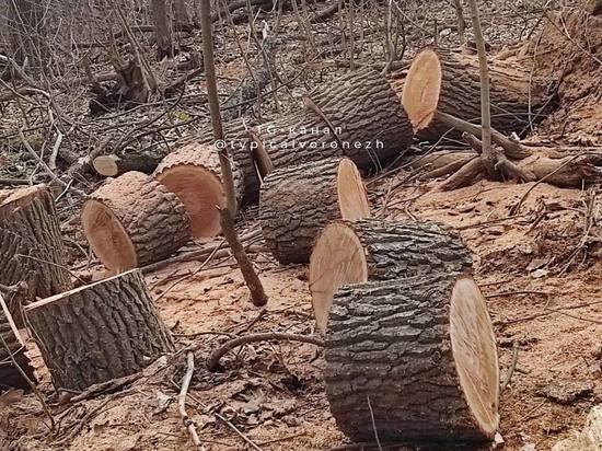 Воронежцы пожаловались на вырубку здоровых деревьев в Нагорной Дубраве, но в департаменте экологии заверили, что "все идет по плану"