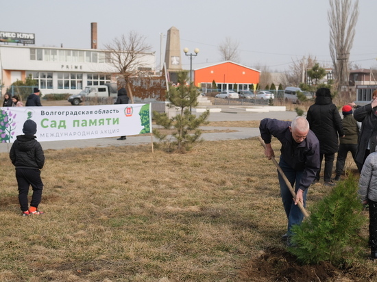 В Волгоградской области стартовала патриотическая акция «Сад памяти»