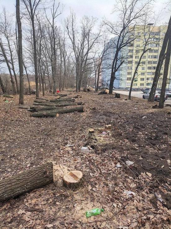 Жителей Воронежа возмутила вырубка деревьев на Шишкова