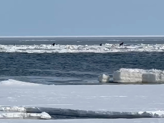 Житель Сахалина эвакуировал пятерых собак с оторванной льдины на резиновой лодке