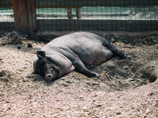 Россельхознадзор рассказал о распространении чумы свиней в Хакасии