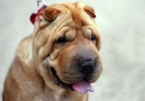 15-летняя подросток из Ленинградской области оказалась в реанимации после нападения домашней собаки породы шарпей, сообщает 78