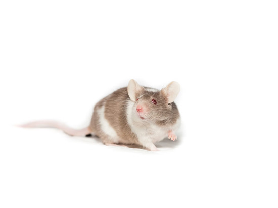 Ученые из Китая вывели мышей с оленьими рогами