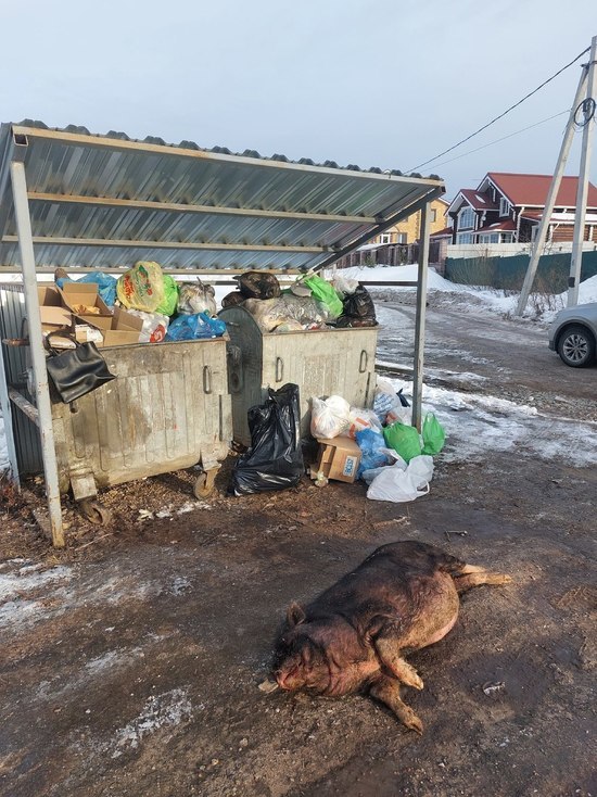 В Кирове на конечной остановке в поселке Ганино выбросили мертвого поросенка
