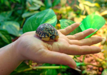 В Московском зоопарке впервые появился на свет детёныш лучистой черепахи