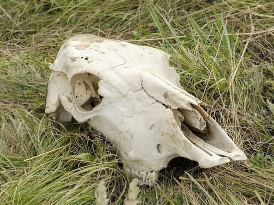 В Омской области в природном заказнике обнаружили более 1 тонны трупов животных