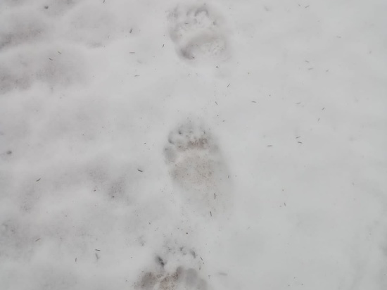 Первых медведей после зимней спячки заметили в Ленобласти