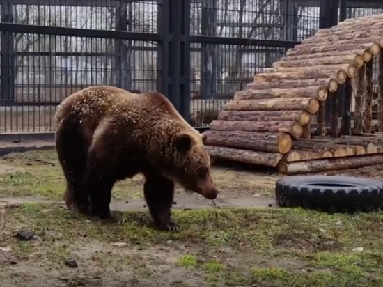 В Воронежском зоопарке раньше срока проснулись бурые медведи