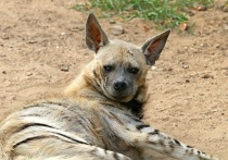 В частном Окуловском зоопарке «Алёнушка» появилась редкая порода – полосатая гиена
