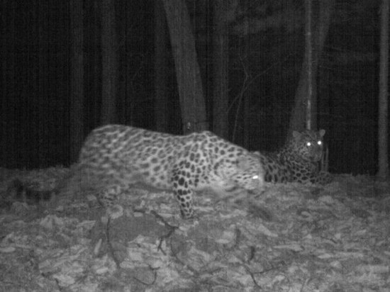 В заповеднике «Земля леопарда» дикие кошки пришли на первое свидание