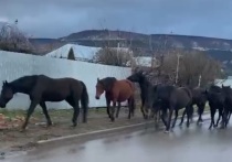 В Кисловодске второй раз за последние пять дней "арестовали" лошадей, которые паслись на улицах города
