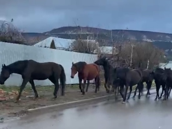 В Кисловодске "арестовали" еще один табун из 20 лошадей