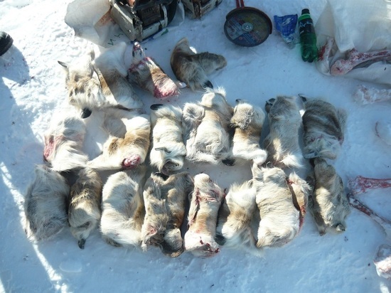 На Алтае браконьеры расстреляли стадо северных оленей