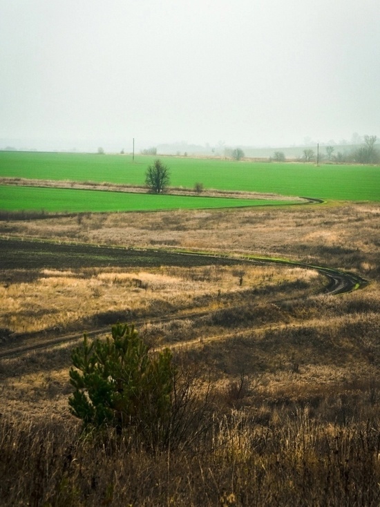 На Орловщине нашли заброшенные сельхозземли