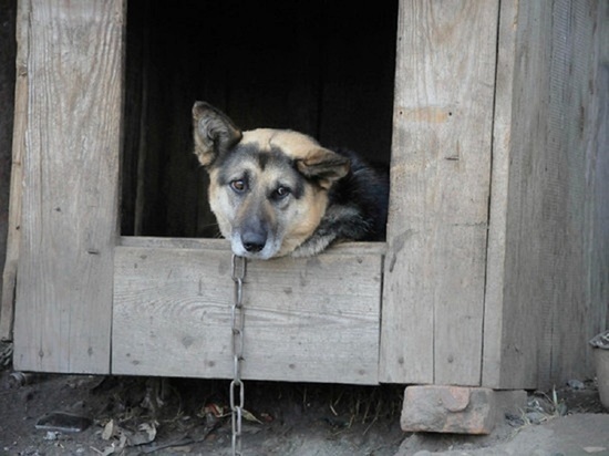 Приют для бездомных собак и кошек сгорел в Екатеринбурге