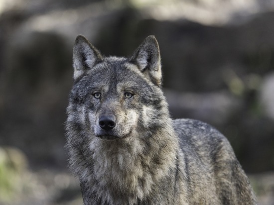 Волки расплодились, кабаны - наоборот: как прошла зима для псковских охотников