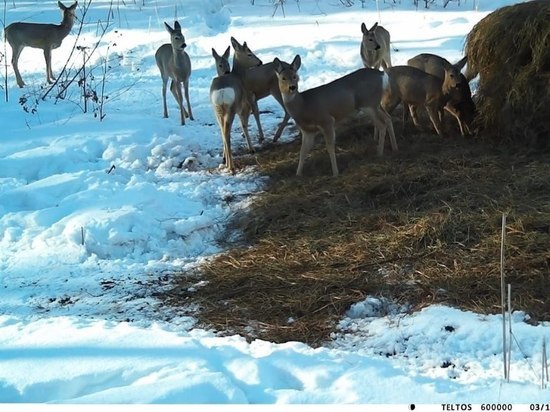 В Новосибирской области завершили зимний учет диких животных