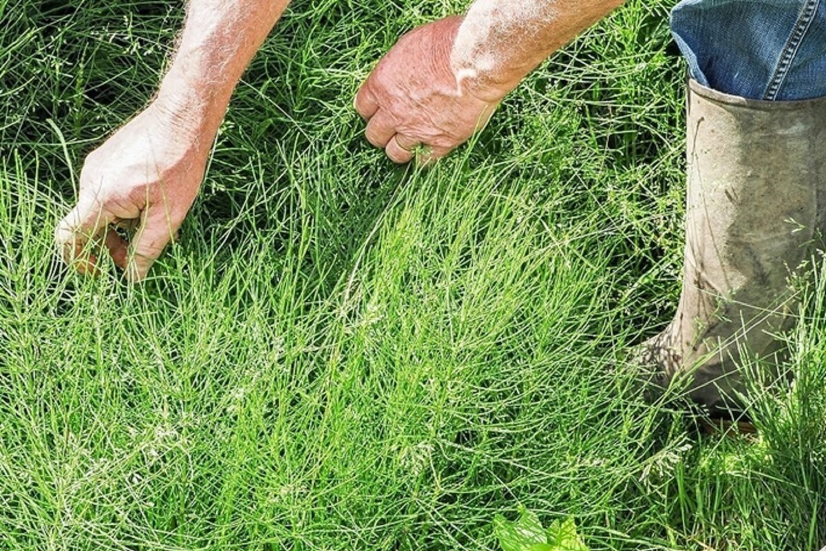 Как избавиться от травы на участке навсегда