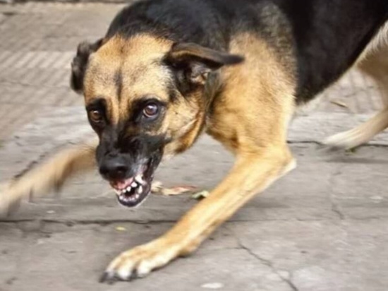 В Брянске хозяина собаки призвали компенсировать укус соседской девочки