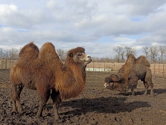 Калмыцкие верблюды пополнят фауну зоопарка Мариуполя
