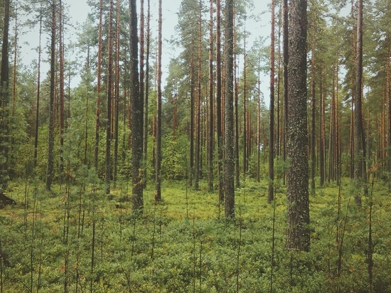В Курской области доходы от использования лесов за 2 года выросли на 40% до 47 млн рублей