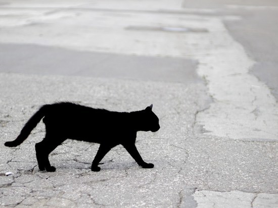 Кошка перебежала дорогу: к чему это - большим деньгам или неудачам - МК  Калмыкия