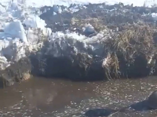 Свиноферма в Подмосковье сбрасывает отходы в Москву-реку