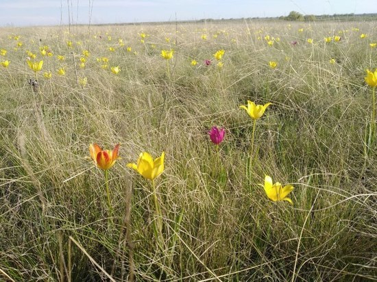 Новую территорию с тюльпанами Геснера открыли в Саратовской области