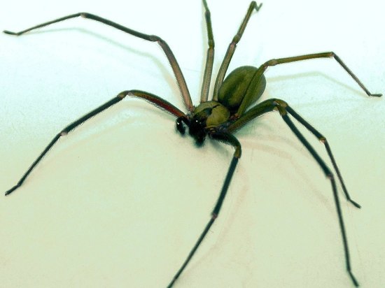 Ядовитый чилийский паук–отшельник распространяется в Германии