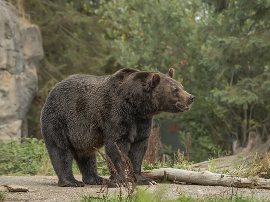Жительница Каргаска рассказала о своих встречах с медведями в Томской области