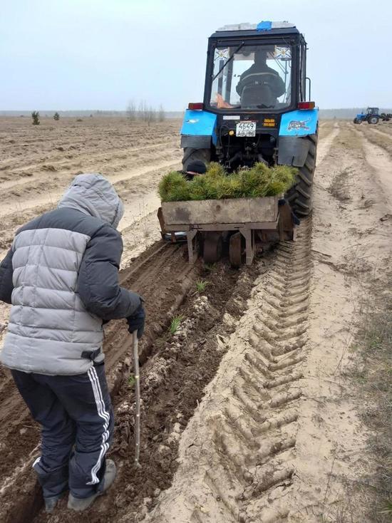 В Воронежской области весной высадят 7,5 миллиона деревьев