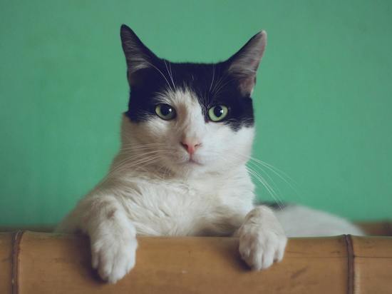 Ветеринар Климкина из Красноярска дала советы, как успокоить «мартовских котов»