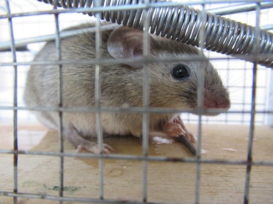 Несколько крыс обнаружили у детского садика в Екатеринбурге