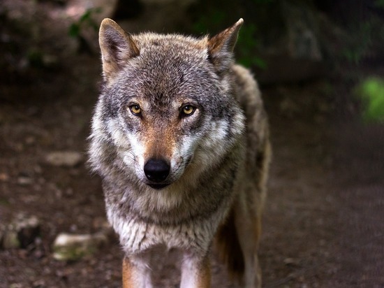 Это домашнее животное: биолог Глазков успокоил петербуржцев насчет замеченного в Парголово волка
