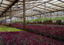 В новом цветочном комплексе «Горзеленстроя» все готово для полноценного и круглогодичного выращивания рассады