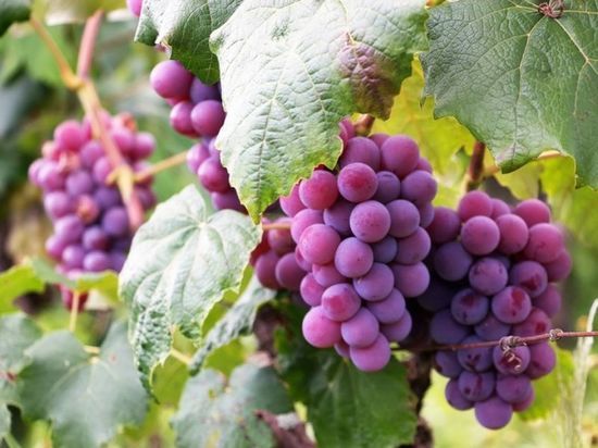 Доктор Мясников предупредил, что виноградный сок может повысить риск диабета